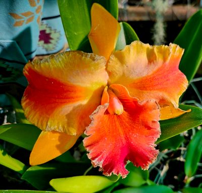 Cattleya/Laelias