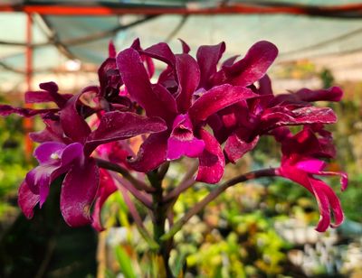 Other Orchids