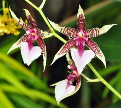 Oncidiums