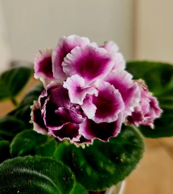 African Violet RS- Gertsoginia Starter Plant