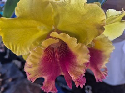 RLC  NP Gold 'Nawapol'