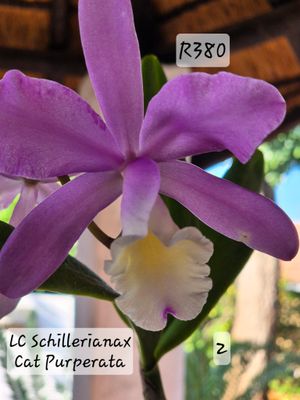LC Schilliriana x Cat Purperata