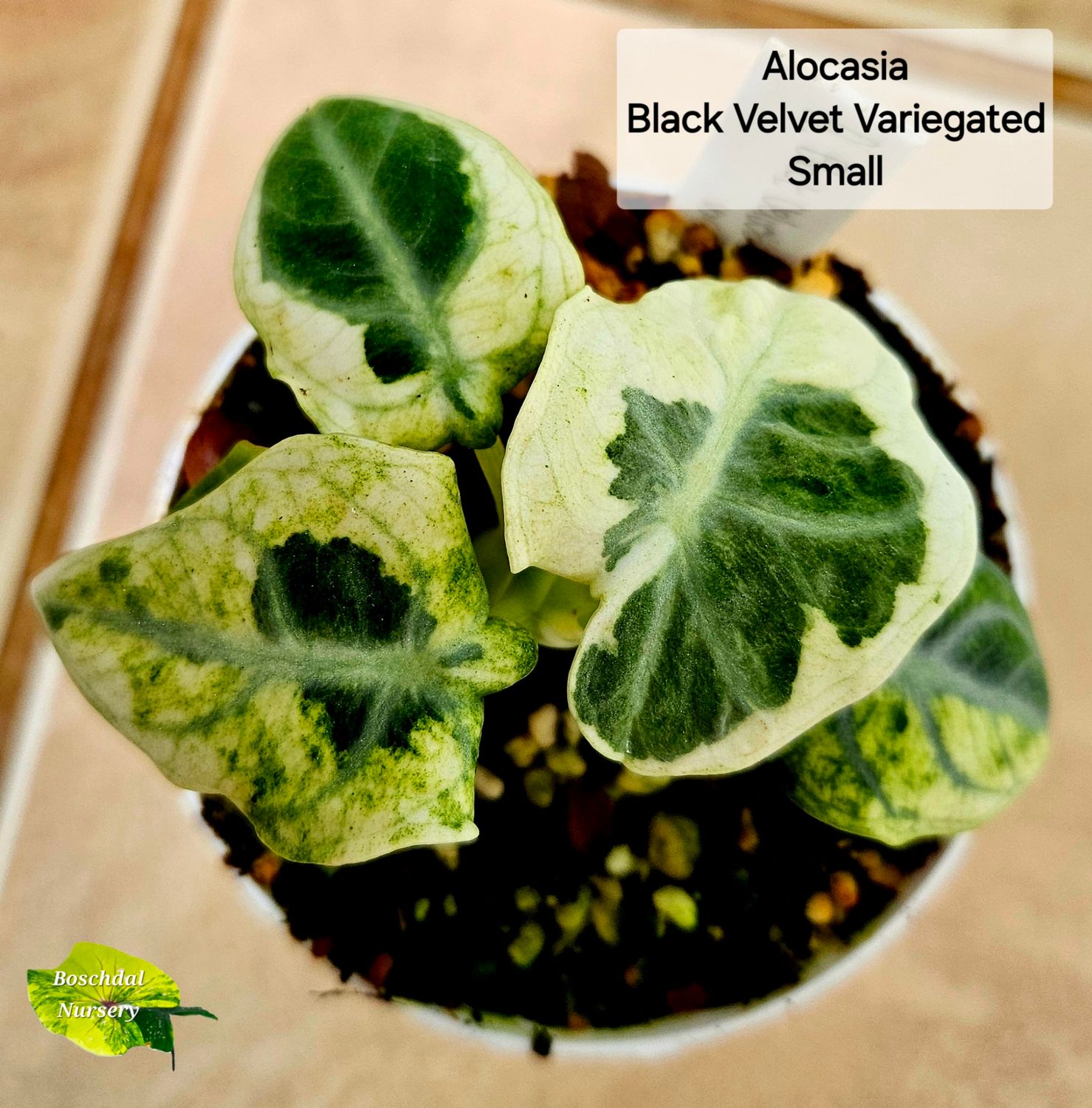 Alocasia Black Velvet Variegated Small