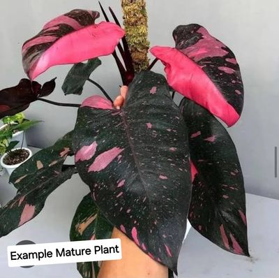 Philodendron Black Cherry Galaxy
