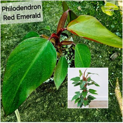 Philodendron Red Emerald