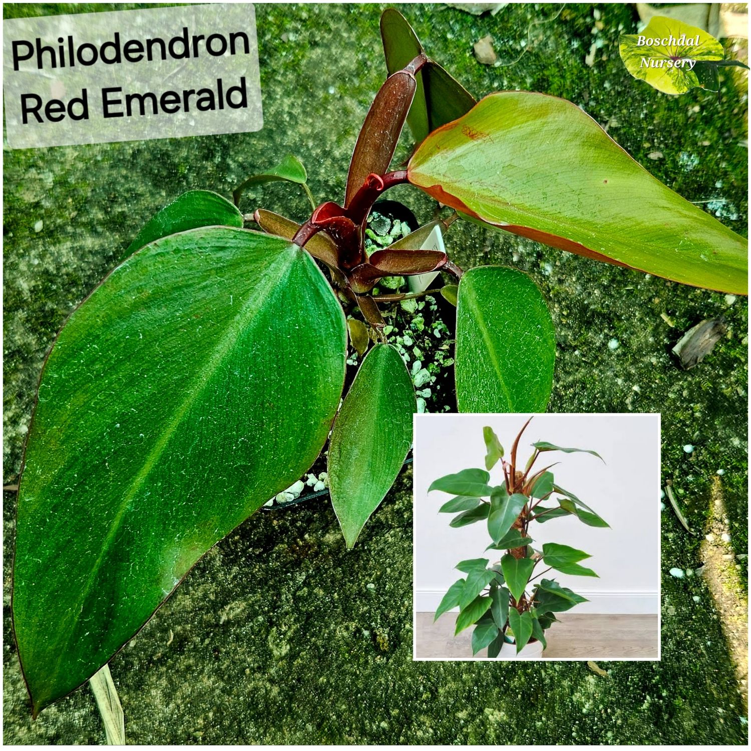 Philodendron Red Emerald