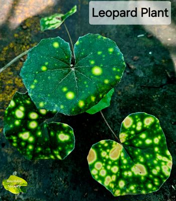 Leopard Plant (Ligilaria Tussilaginea Aureo Maculata) Leopard Plant (Ligilaria Tussilaginea Aureo Maculata)