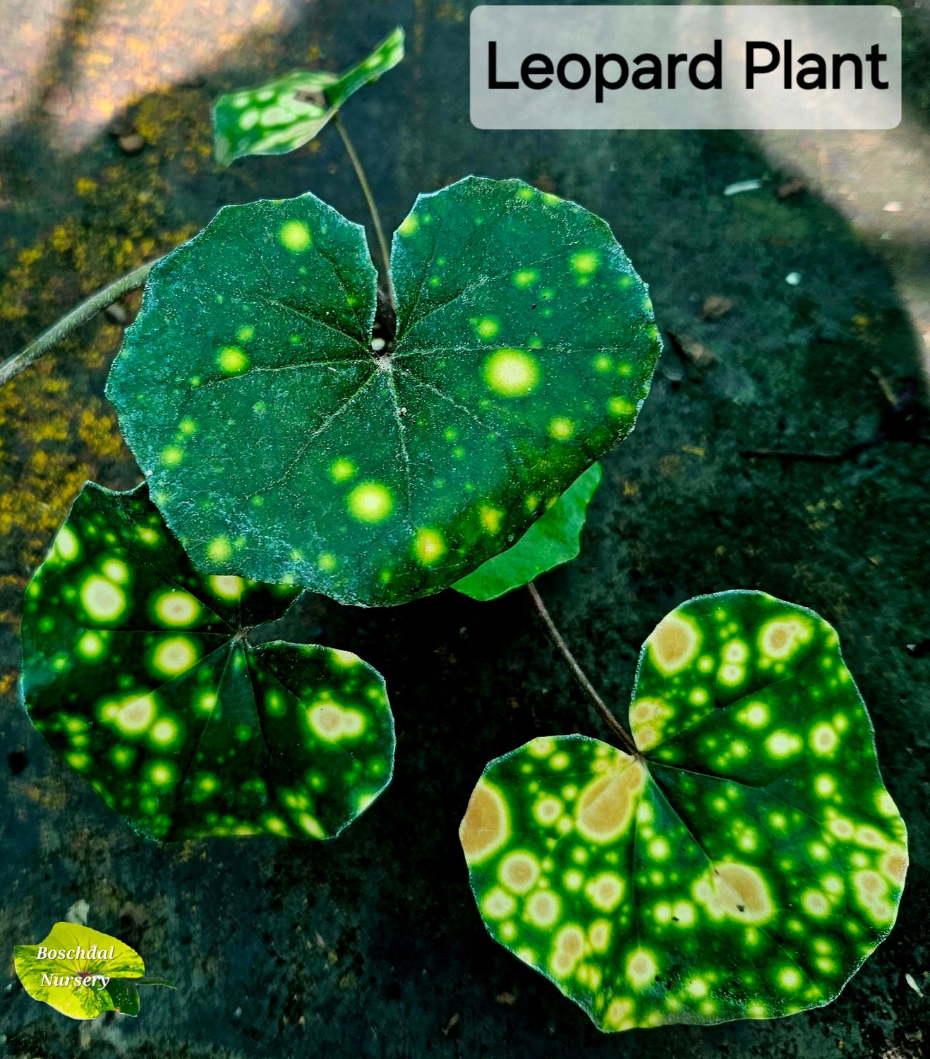 Leopard Plant (Ligilaria Tussilaginea Aureo Maculata) Leopard Plant (Ligilaria Tussilaginea Aureo Maculata)