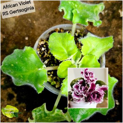 African Violet RS- Gertsoginia Starter Plant