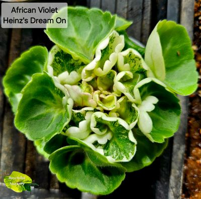African Violet Hein&#39;z Dream On (semi-miniature variegated) Started Plant