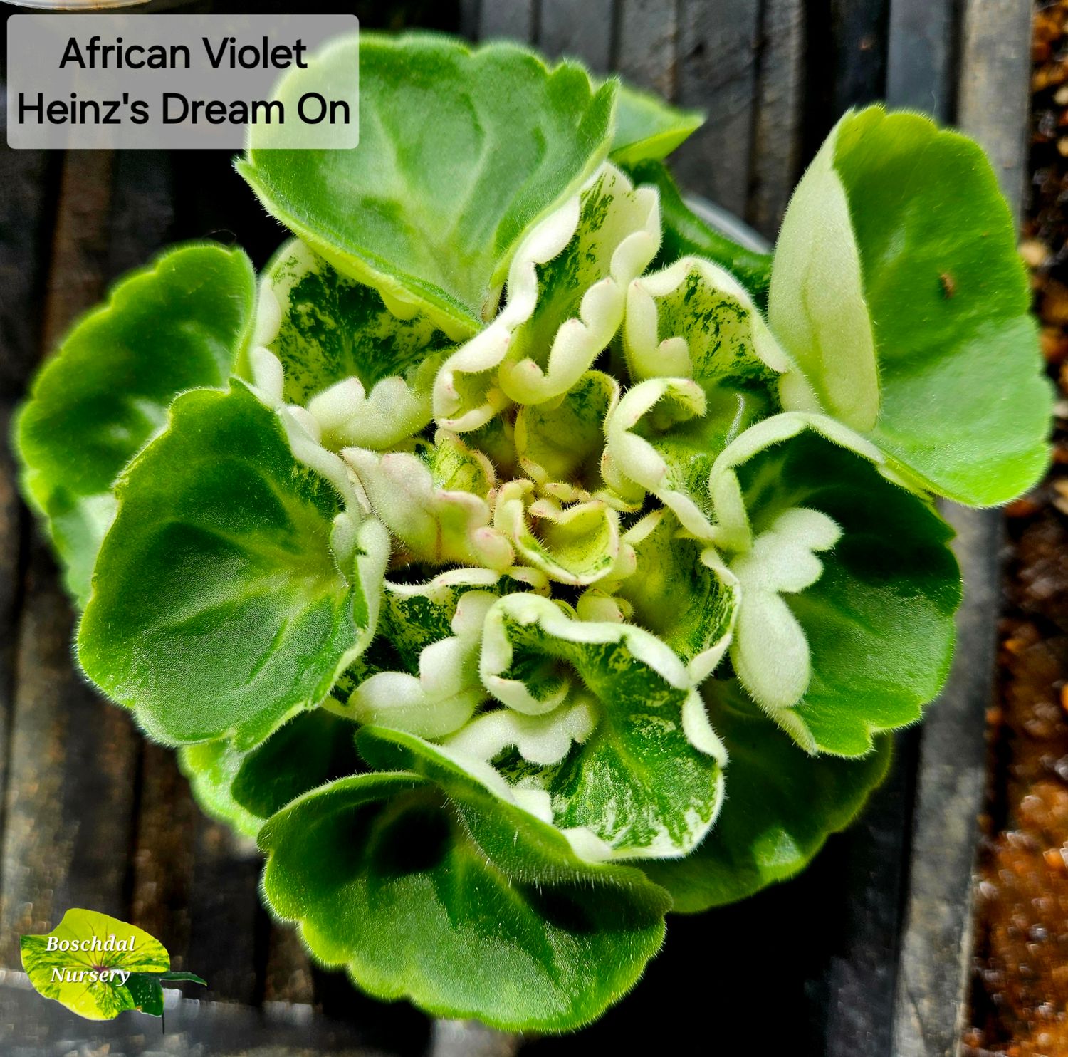 African Violet Hein&#39;z Dream On (semi-miniature variegated) Started Plant