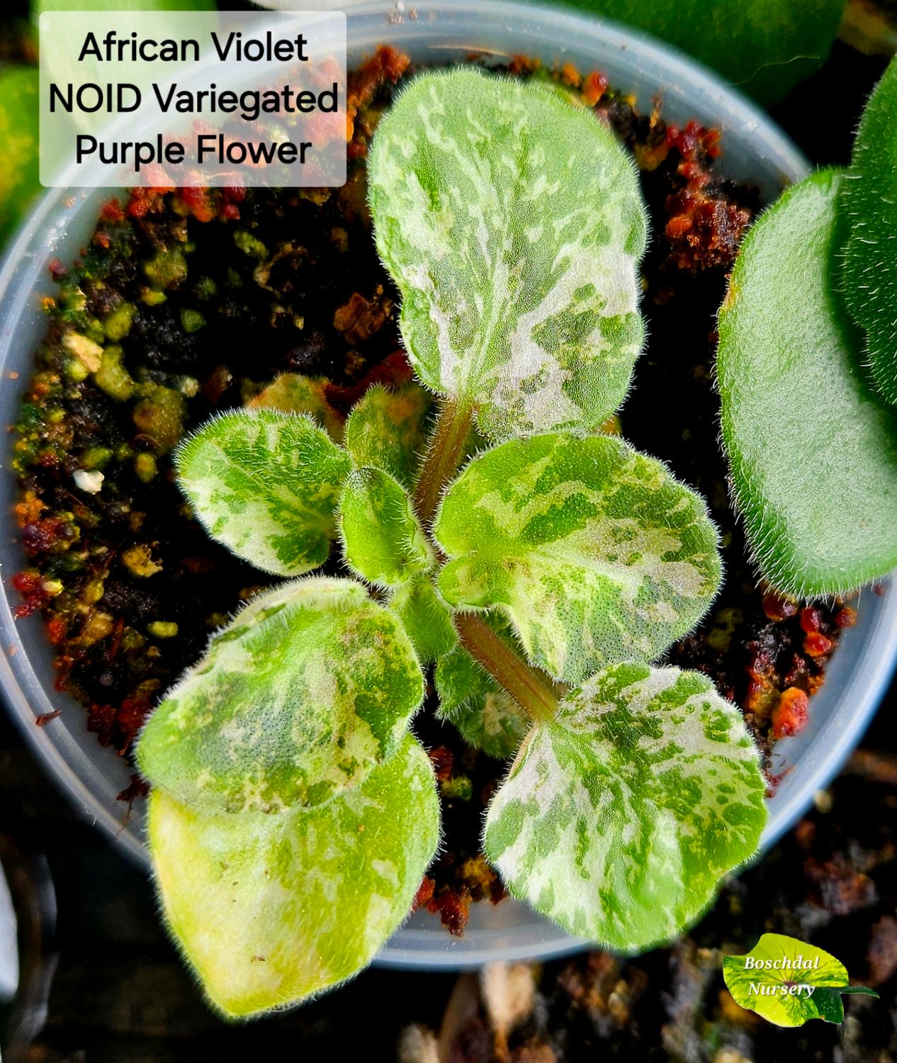 African Violet NOID Variegated Starter Plant