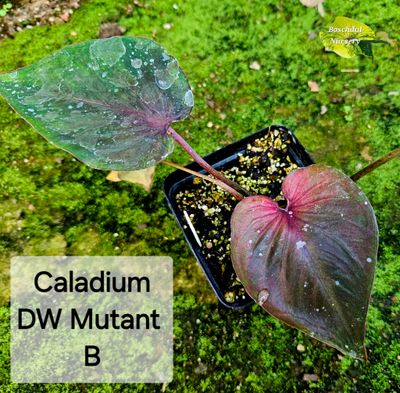Caladium DW Mutant Caladium DW Mutant