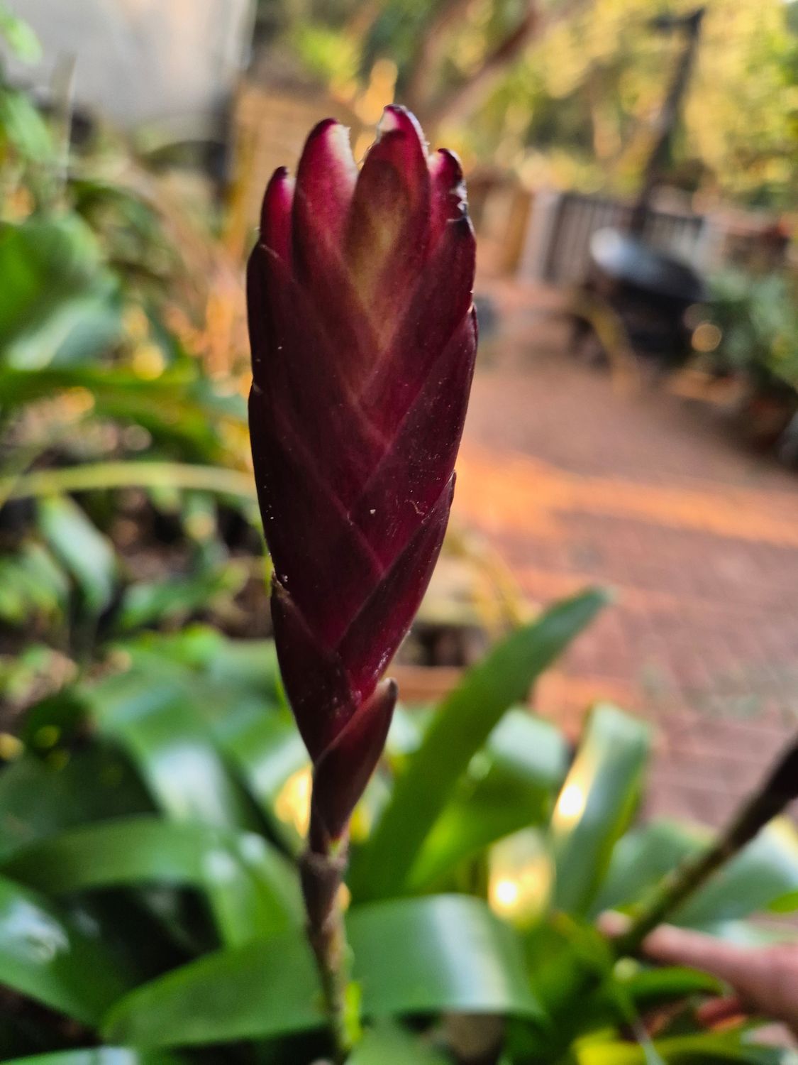 Vriesea  Choclate