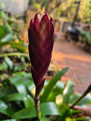 Vriesea  Choclate