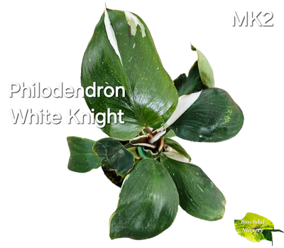Philodendron White Knight (Random choice) Low Variegation