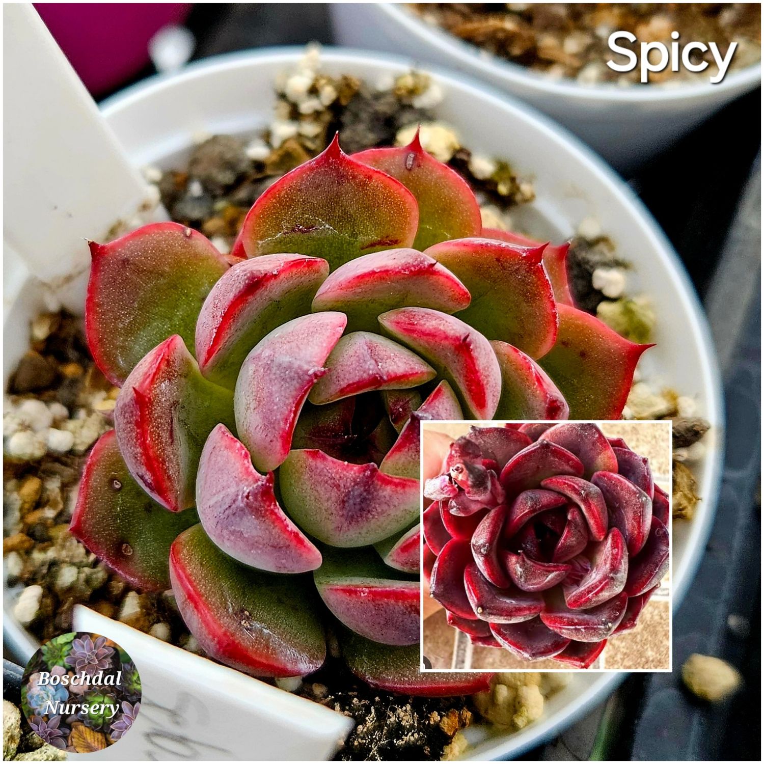 Echeveria Spicy Echeveria Spicy