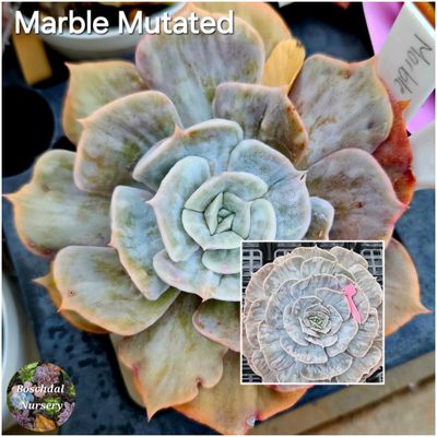 Echeveria Marble Mutated