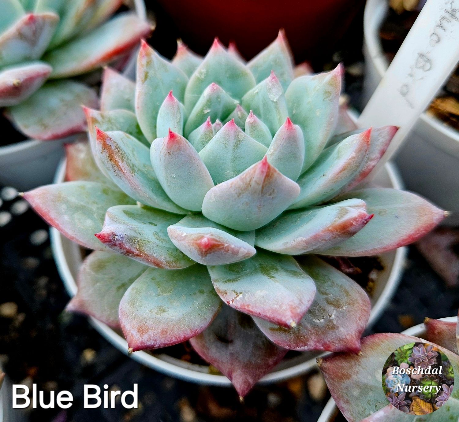 Echeveria Blue Bird