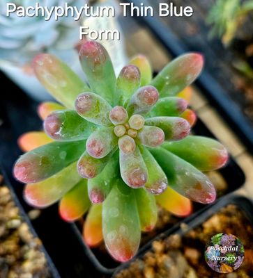 Sedum Pachyphytum Thin blue form
