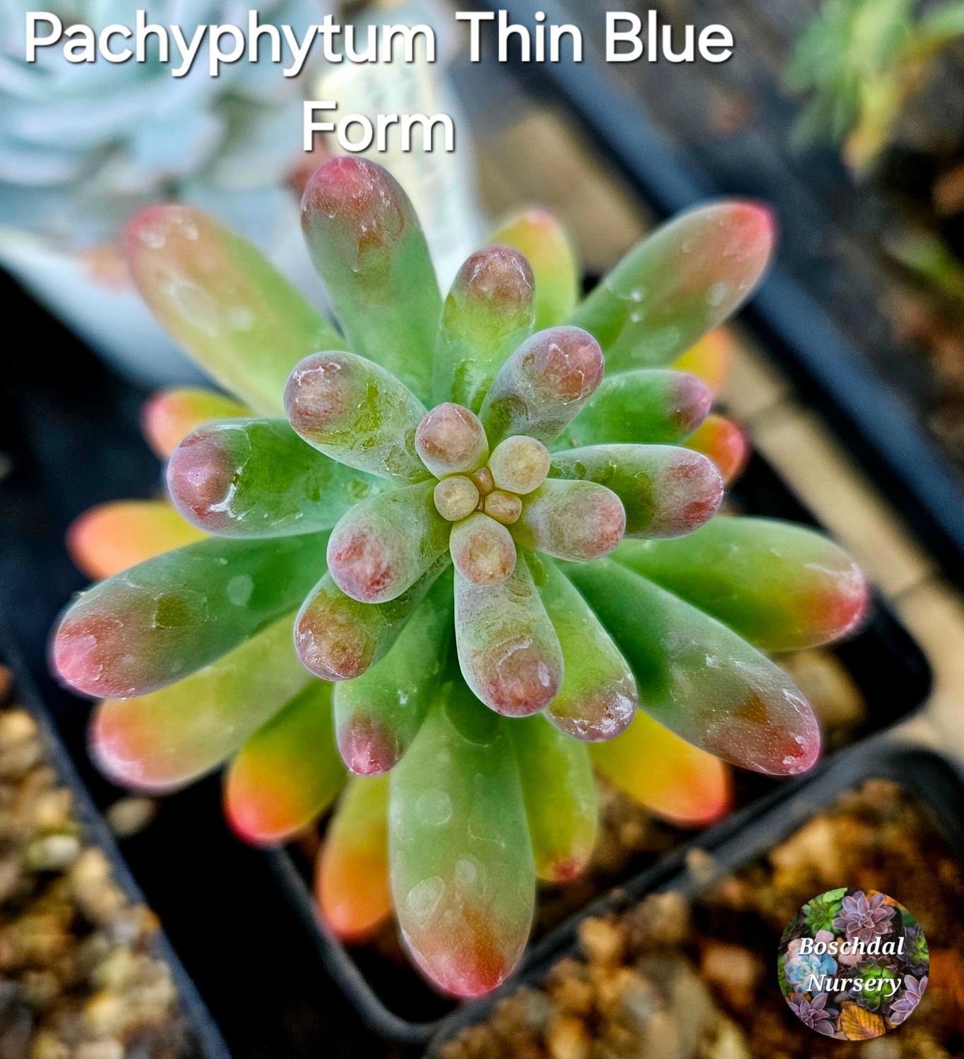 Sedum Pachyphytum Thin blue form