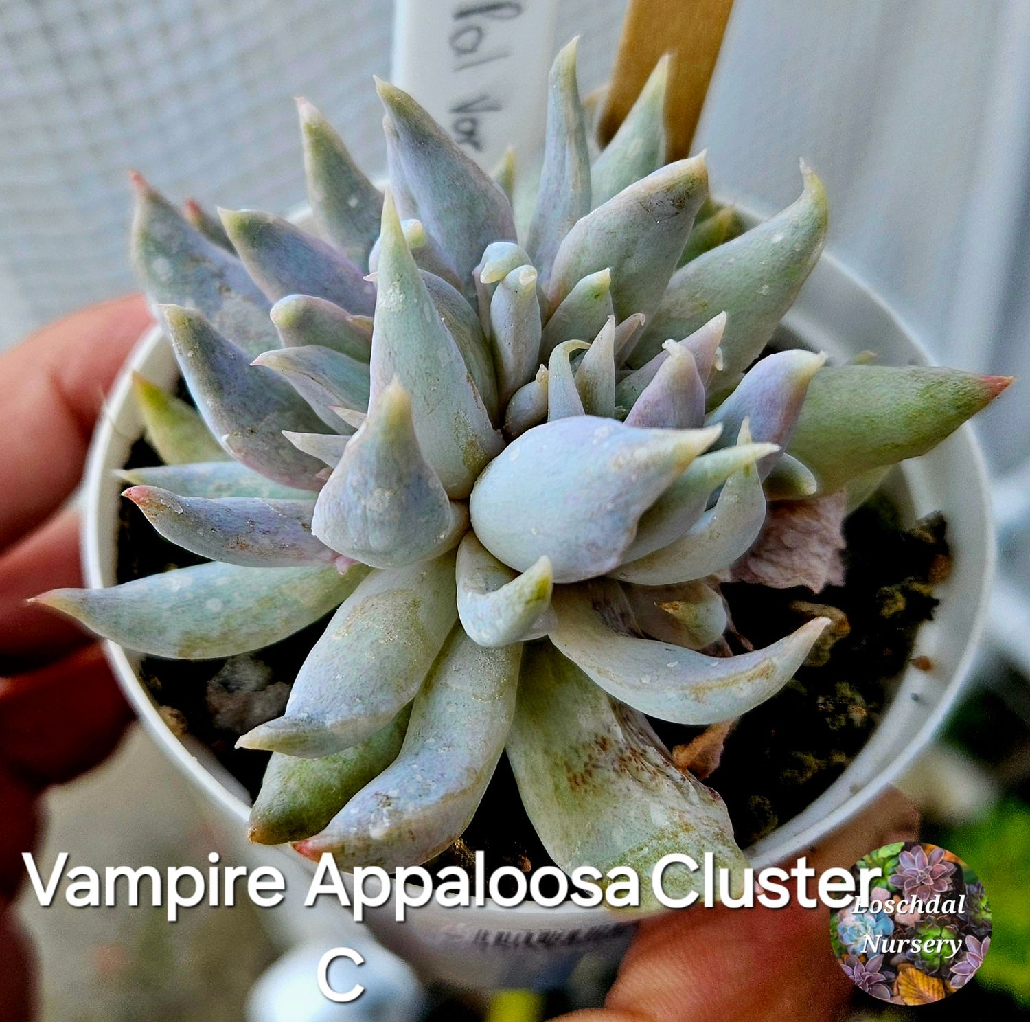 Echeveria Vampire Appaloosa