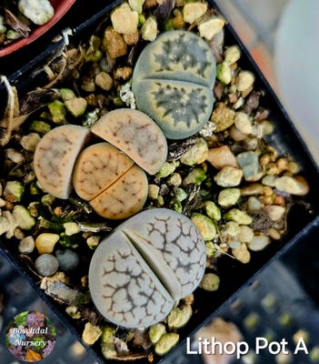 Mini Lithop Pot (5cm)