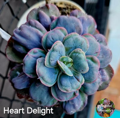 Echeveria Heart Delight