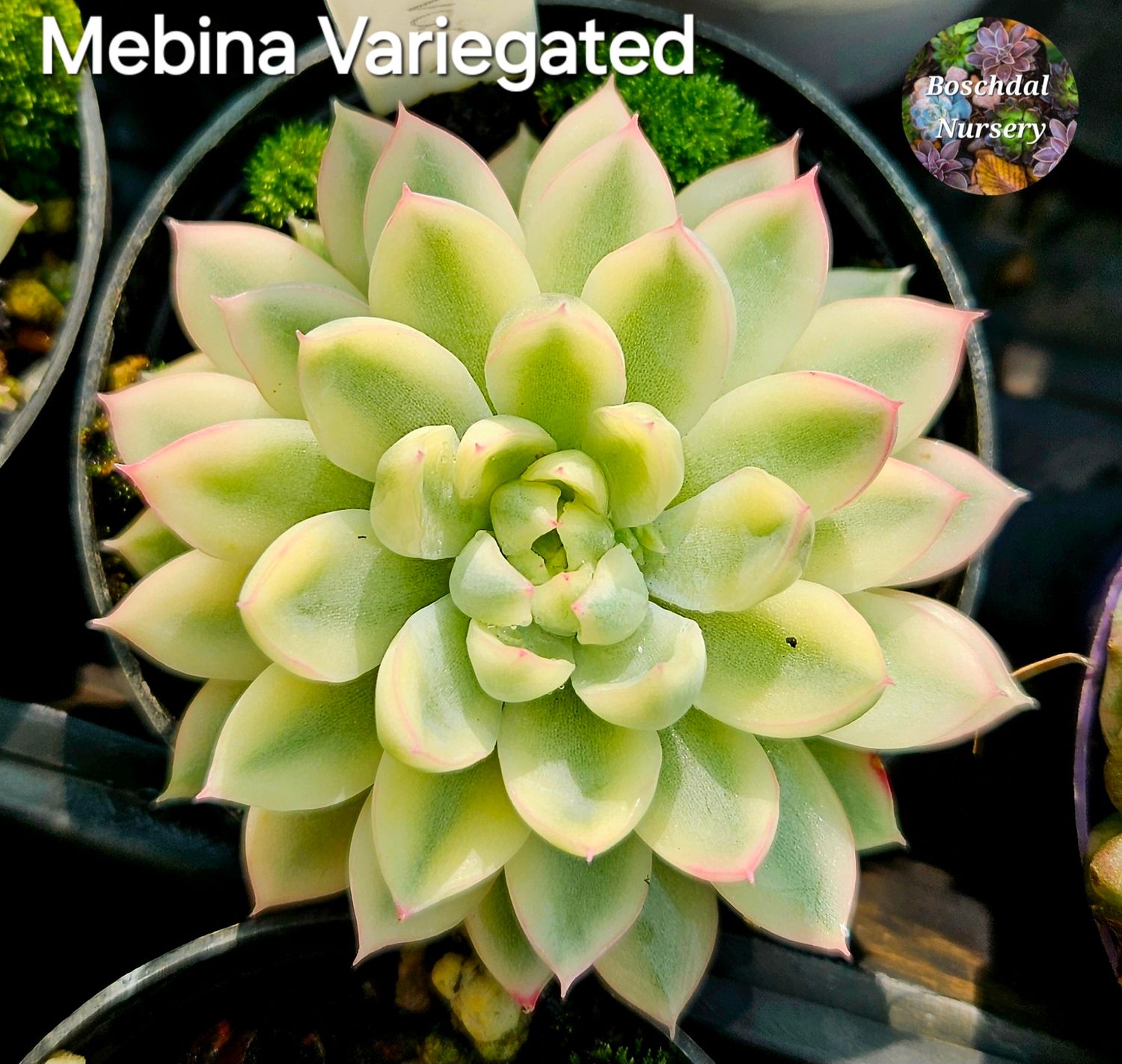 Echeveria Mebina Variegated Echeveria Mebina Variegated