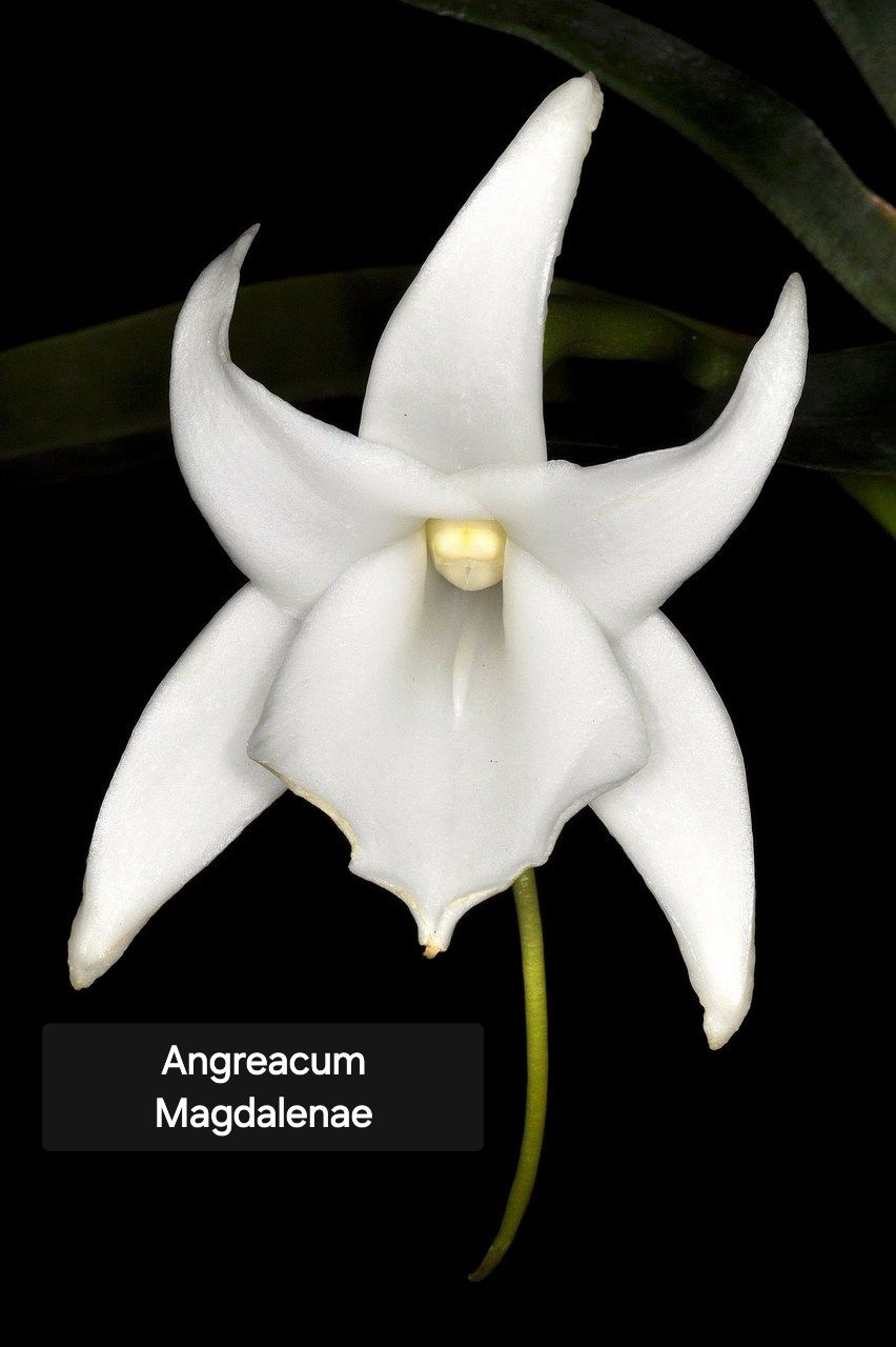 Angreacum magdalena