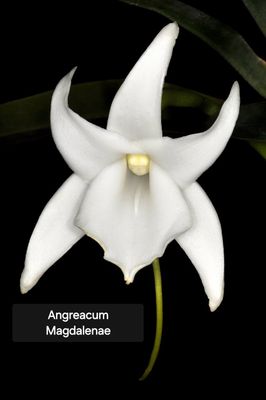 Angreacum magdalena