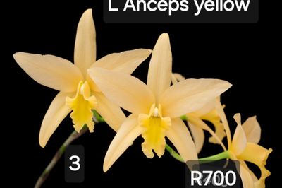 Laelia Canariensis (L. Anceps x Catt harpophylla)