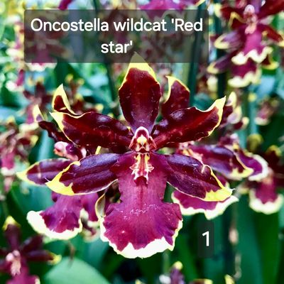 Oncidium wild cat ' red star' Oncidium wild cat ' red star'