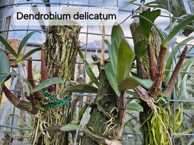 Dendrobium x  delicatum