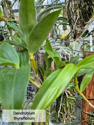 Dendrobium Thyrsiflorum