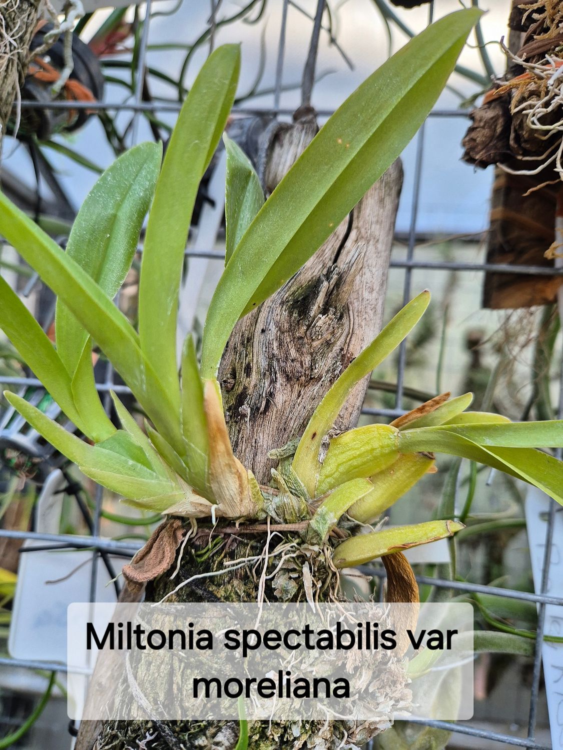 Miltonia  morelliana