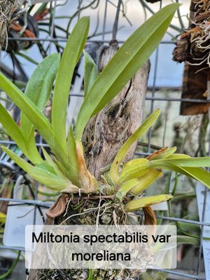 Miltonia  morelliana