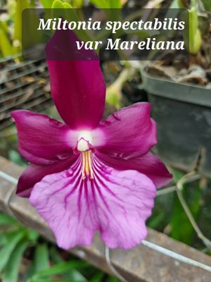 Miltonia  morelliana