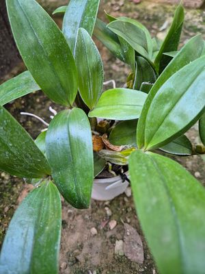 Dendrobium farmeri