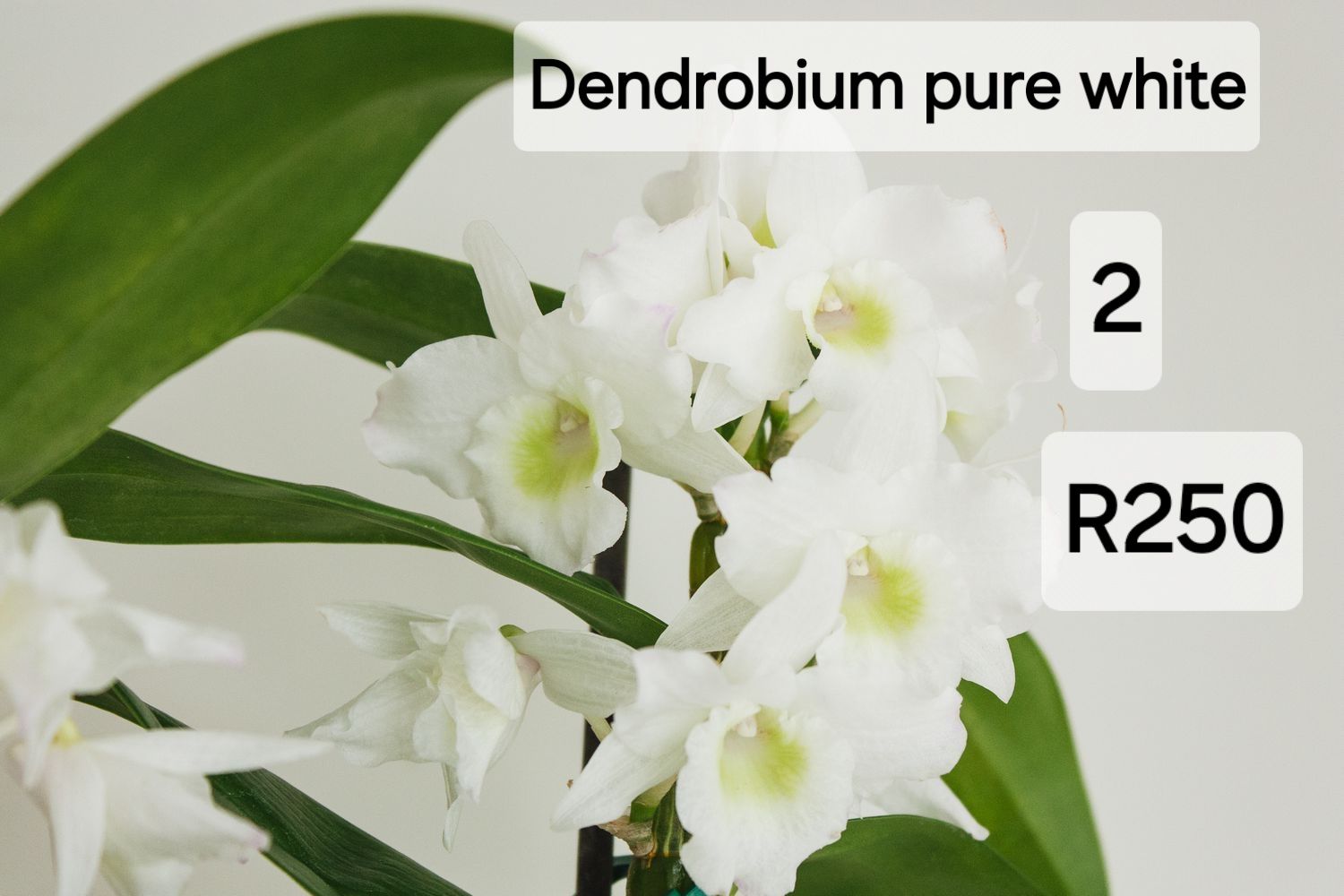 Dendrobium soft cane pure white