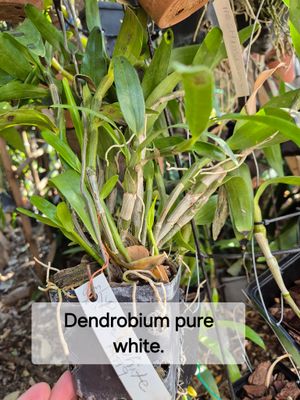 Dendrobium soft cane pure white