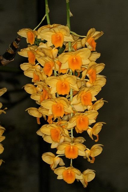 Dendrobium Griffithianum
