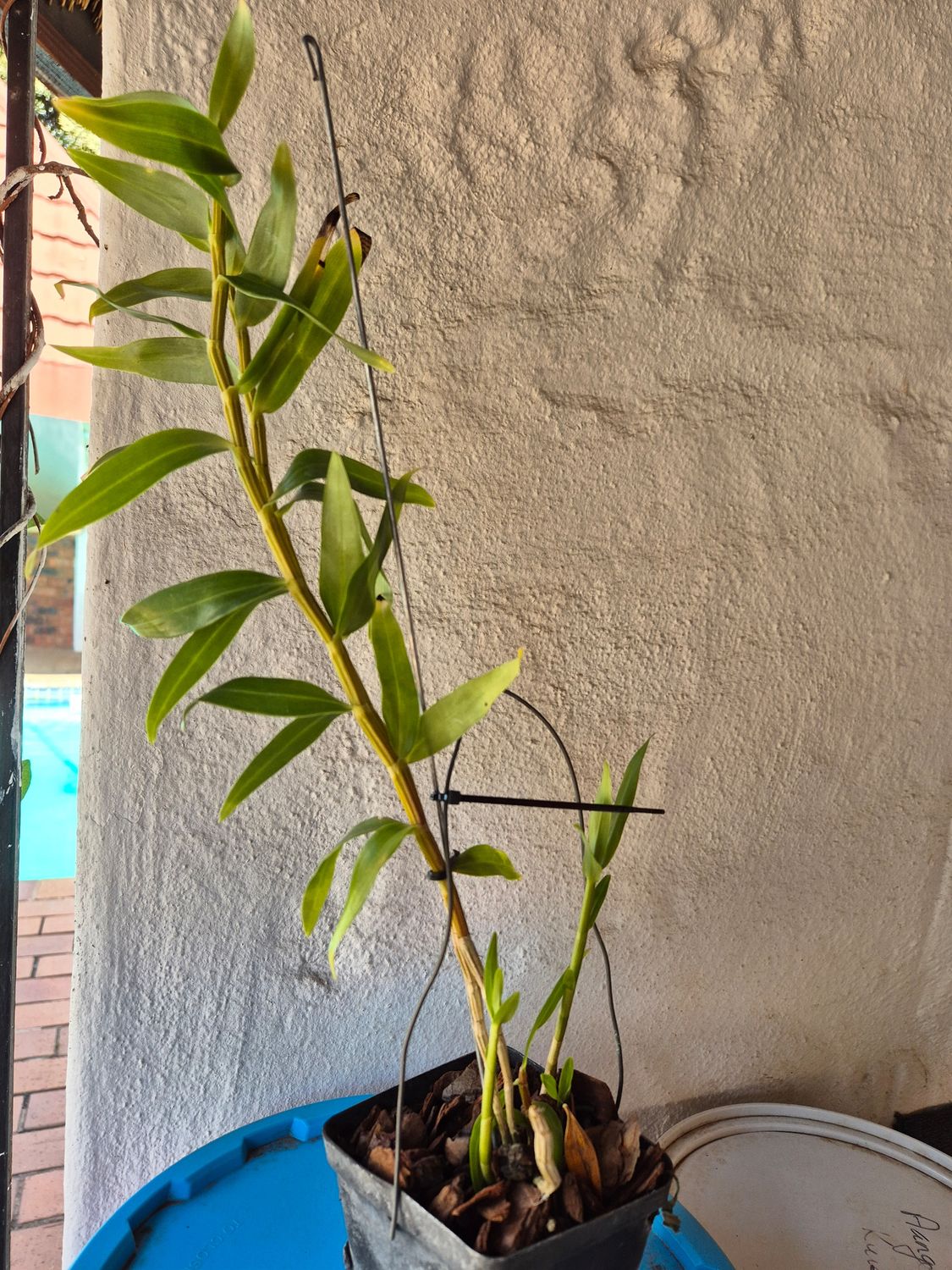 Dendrobium glomeratum &#39;Spitskop x Alkmaar&#39;