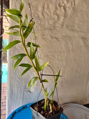 Dendrobium glomeratum &#39;Spitskop x Alkmaar&#39;