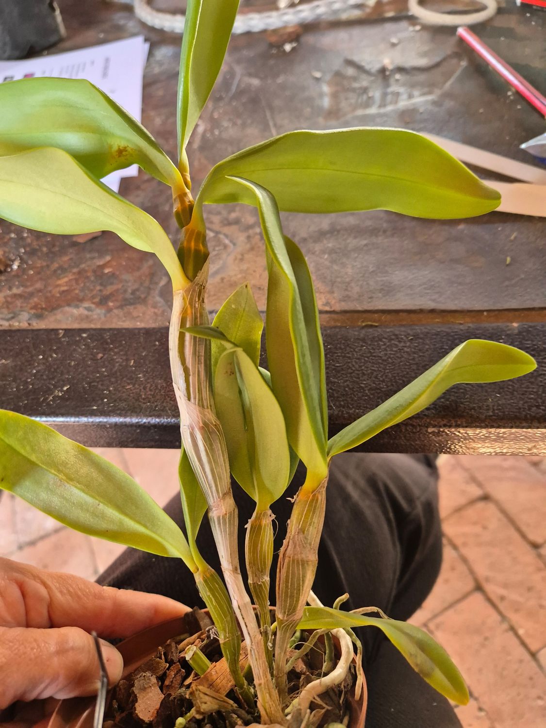 Dendrobium amabile x sib