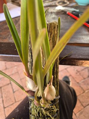 Encyclia savanna pixie