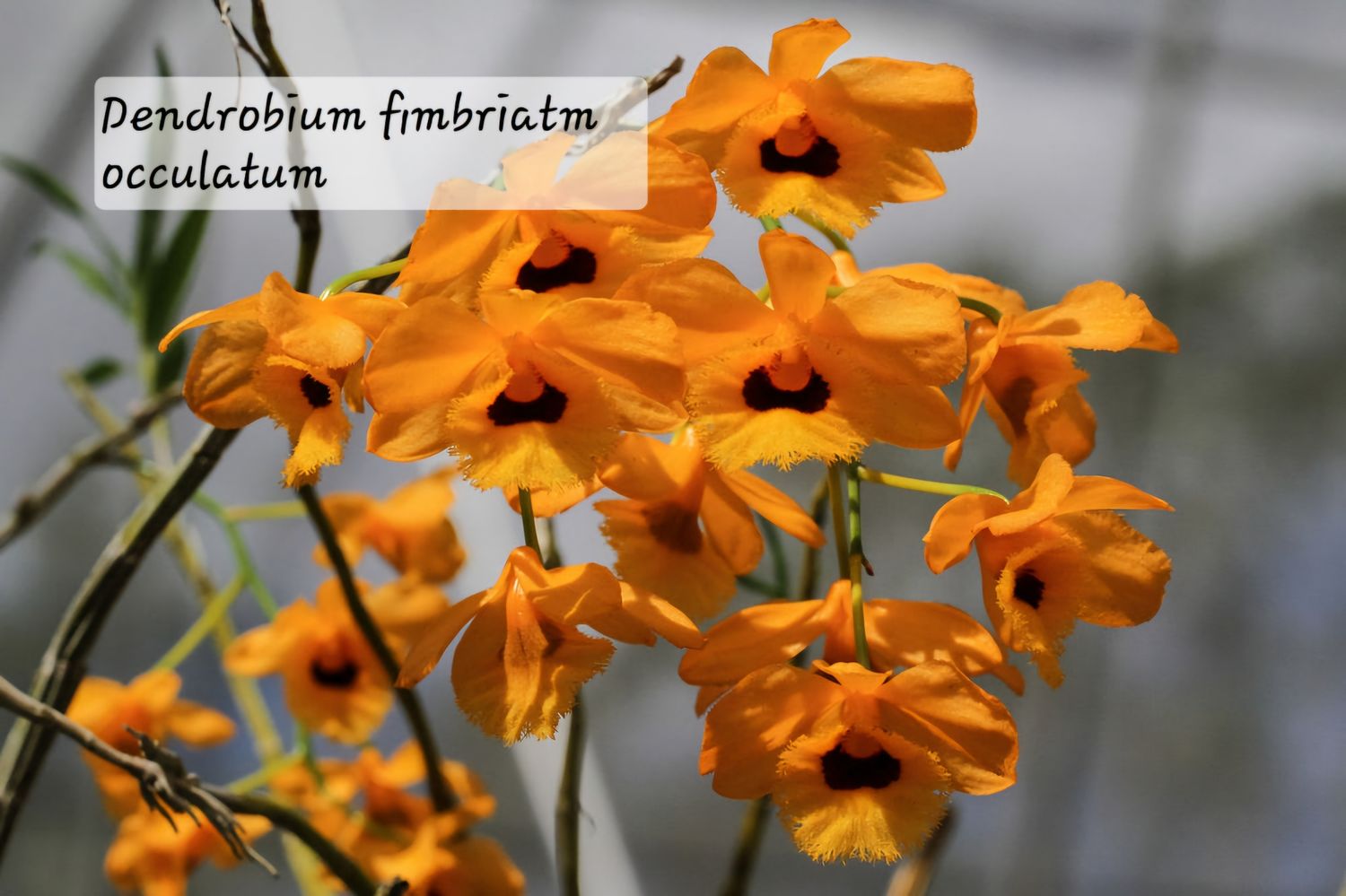 Dendrobium fimbriatum occulatum