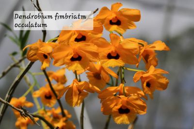 Dendrobium fimbriatum occulatum
