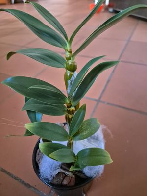 Dendrobium Thyrsiflorum 