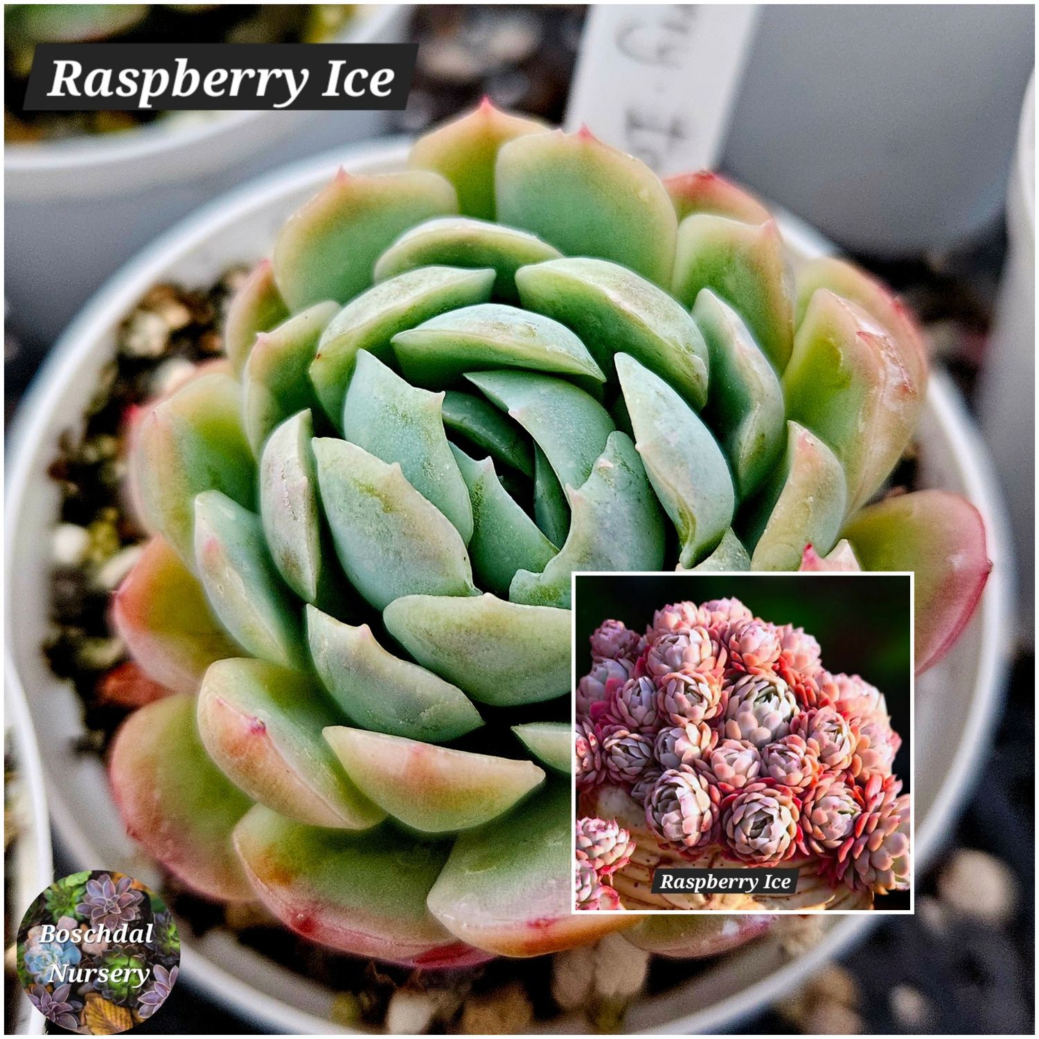 Echeveria Raspberry Ice